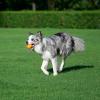 imageAmazon Basics Dog Toys Interactive Assorted Rubber Balls Pack of 3 25 inch Blue Beige OrangeFetch Balls Pack of 10