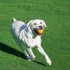 imageAmazon Basics Dog Toys Interactive Assorted Rubber Balls Pack of 3 25 inch Blue Beige OrangeFetch Balls Pack of 2