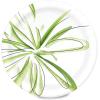 imageAmazon Basics Everyday Paper Plates 862 Inch Disposable 100 Count100 Count Pack of 1
