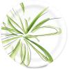 imageAmazon Basics Everyday Paper Plates 862 Inch Disposable 100 Count300 Count Pack of 2