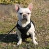 imageAmazon Basics No Pull Dog Harness Adjustable Front Clip Tactical Vest Large BlackSmall