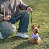 imageAmazon Basics Retractable Pet Leash for Dogs under 44 lbs Locking Mechanism Small  16ft BlackSmall  16ft