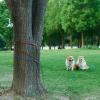 imageAmazon Basics TieOut Cable for Dogs up to 90 lbs 25 feet Set of 2 WhiteRed