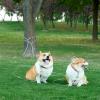 imageAmazon Basics TieOut Cable for Dogs up to 90 lbs 25 feet Set of 2 WhiteWhite
