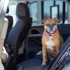 imageAmazon Basics Waterproof Car Back Bench Seat Cover Protector for Dog  56 x 47 inch Black1 Count Pack of 1