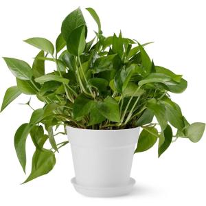 imageAmazon Basics Plant Pots 6 inch White 1Pack6 inch