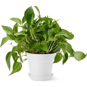 imageAmazon Basics Plant Pots 6 inch White 1Pack8 inch